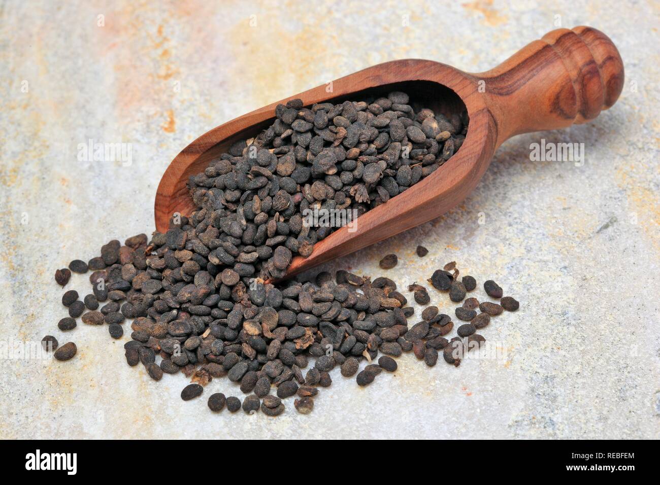 Heilpflanzen Samen, Saatgut Bawchsee Babchi, Pflanze, schwarzen Punkt,  Malaya Tee, Bu Gu Zhi, Psoralea corylifolia scurfpea (Malaysia  Stockfotografie - Alamy