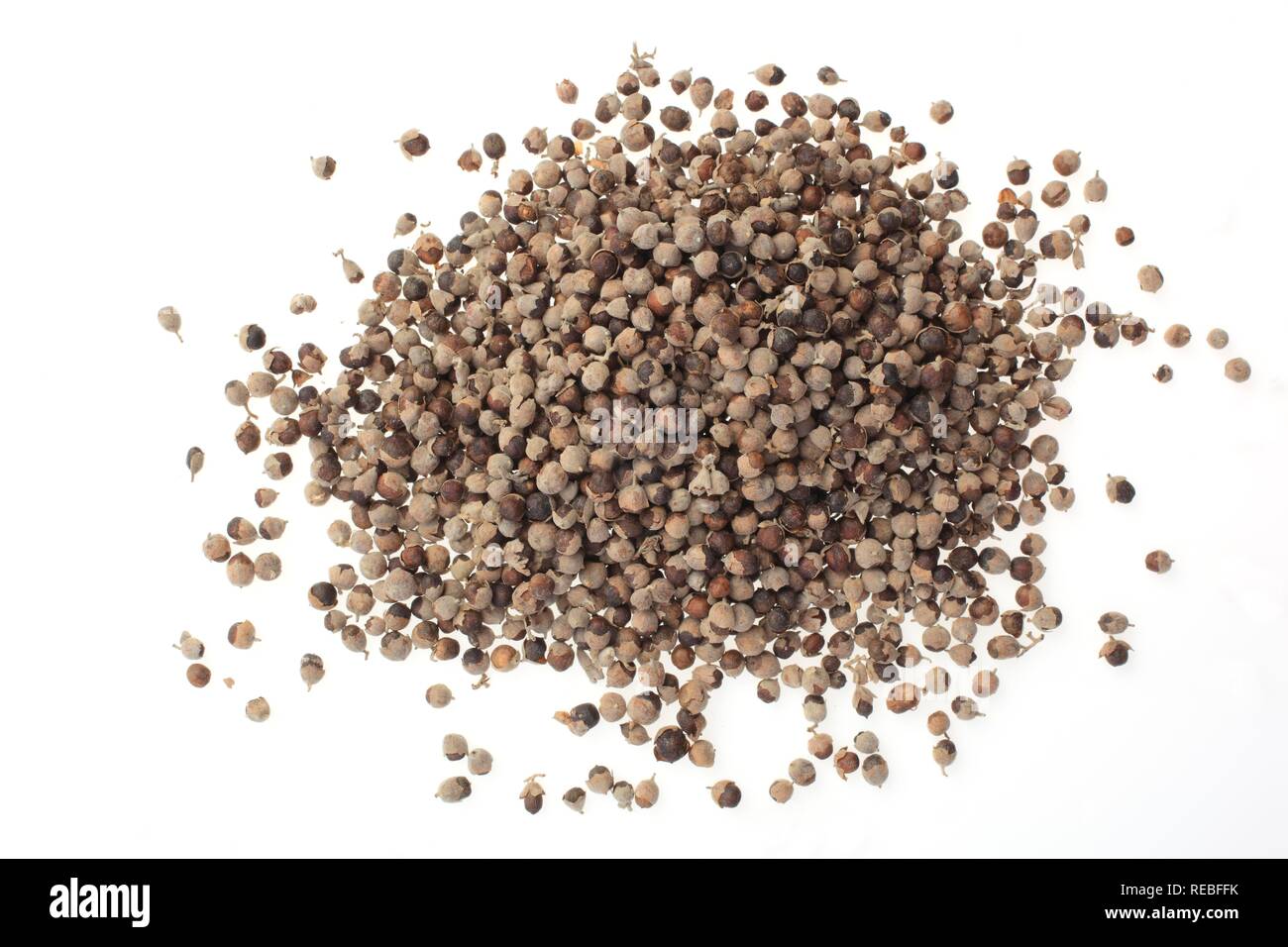 Heilpflanzen Samen, Vitex, keusch Baum, Chasteberry oder Mönchspfeffer (Vitex agnus castus) Stockfoto