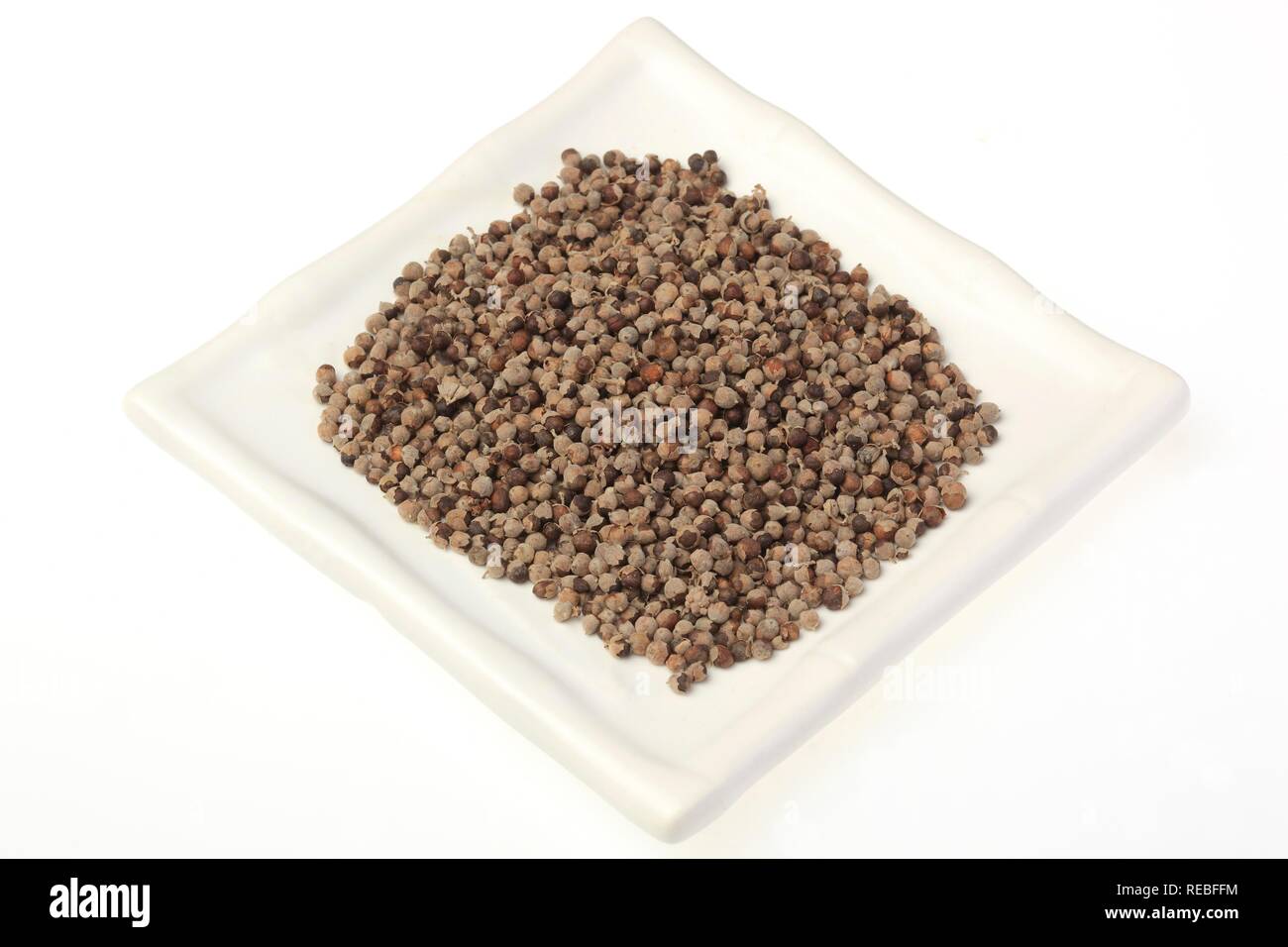 Heilpflanzen Samen, Vitex, keusch Baum, Chasteberry oder Mönchspfeffer (Vitex agnus castus) Stockfoto