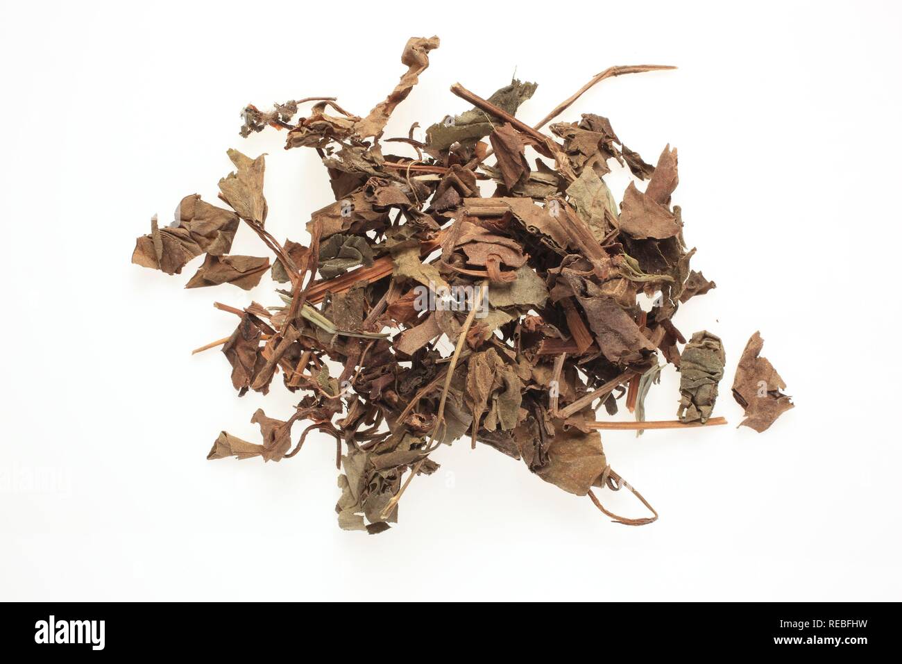 Getrocknete Blätter der Heilpflanze gemeinsame Dyer's Weed (Isatis dolmetsch) Stockfoto