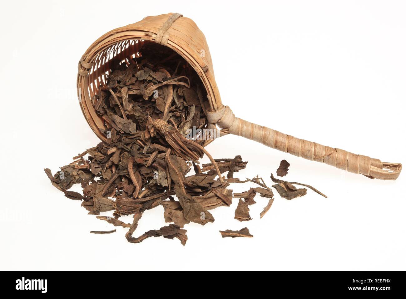 Getrocknete Blätter der Heilpflanze gemeinsame Dyer's Weed (Isatis dolmetsch) Stockfoto