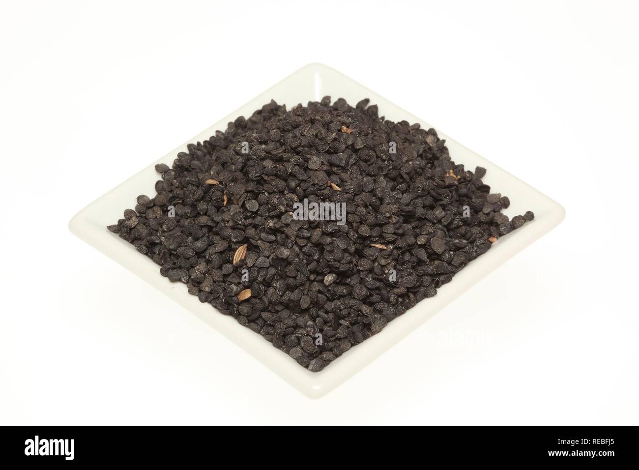 Saatgut der Knoblauch Schnittlauch oder Chinesischer Lauch (Allium tuberosum), für medizinische Zwecke und als Gewürz verwendet Stockfoto