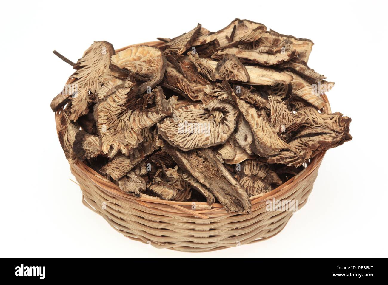 Getrocknete Wurzeln der Traubensilberkerze (Cimicifuga Racemosa), Heilpflanzen Stockfoto