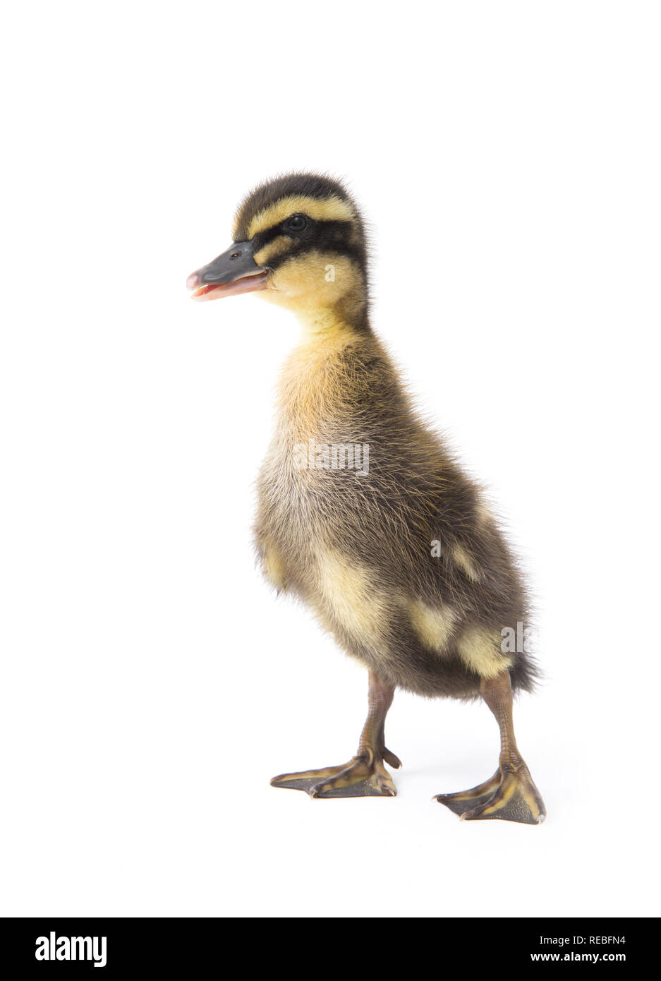 Süße kleine Neugeborene flauschige Entlein. Eine junge Ente auf einem weißen Hintergrund. Stockfoto