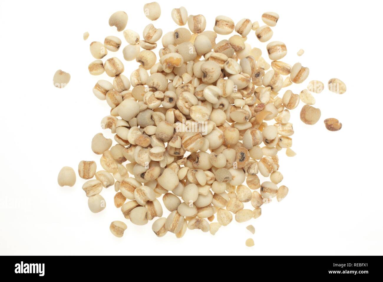 Samen der Heilpflanze Adlay Adlay, Hirse, die Tränen von Arbeit, Yi Yi Ren, (Coix lachryma-jobi) Stockfoto