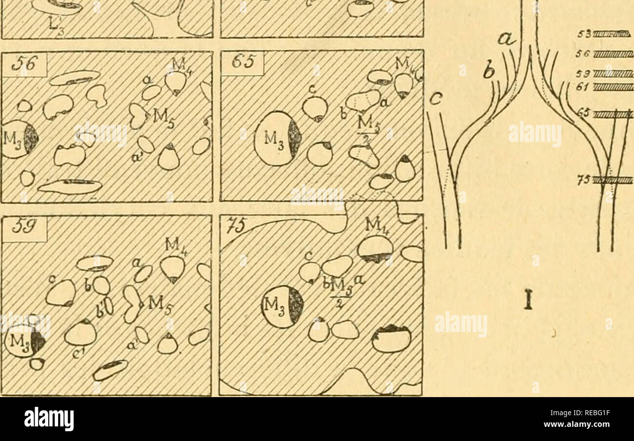 . Comptes Rendus hebdomadaires des sÃ© ances de l'AcadÃ©mie des Sciences. Wissenschaft - Gesellschaften, etc.; Wissenschaft; Wissenschaft. Anima Mercurialis L. Les sechs Schöbel © mas." j.3 à 75 ont Ã©tÃ© copiÃ © à la chambre Claire ('). Gr. : V'. Au Niveau de la Coupe 65, Les faisceaux a et b se montrent accolÃ © s latÃ©ralement au,. M^. ... /M" faisceau â'-le faisceau anastomolique ainsi formÃ© (a-b1 possÃ¨de Tunique Ã©lÃ©ment ligneux de Sohn constituant â' -; Mais, Dekor Jörg au niveau De la Coupe 70, il n'en possÃ¨de plus Aucun, et Il en est aussi Loin ainsi qu'on peut Le suivre Vers le Bas, mÃªme Après-ski Stockfoto