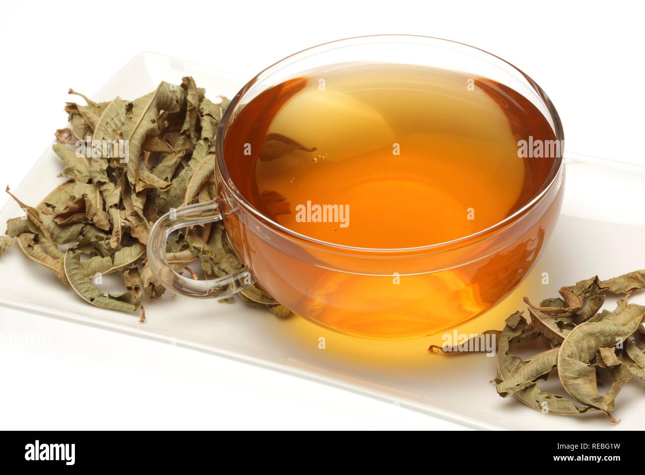 Arzneimittel Tee, Kaffee aus gemeinsamen Verbene, Eisenkraut, Kraut der Gnade, (Verbena officinalis) Stockfoto
