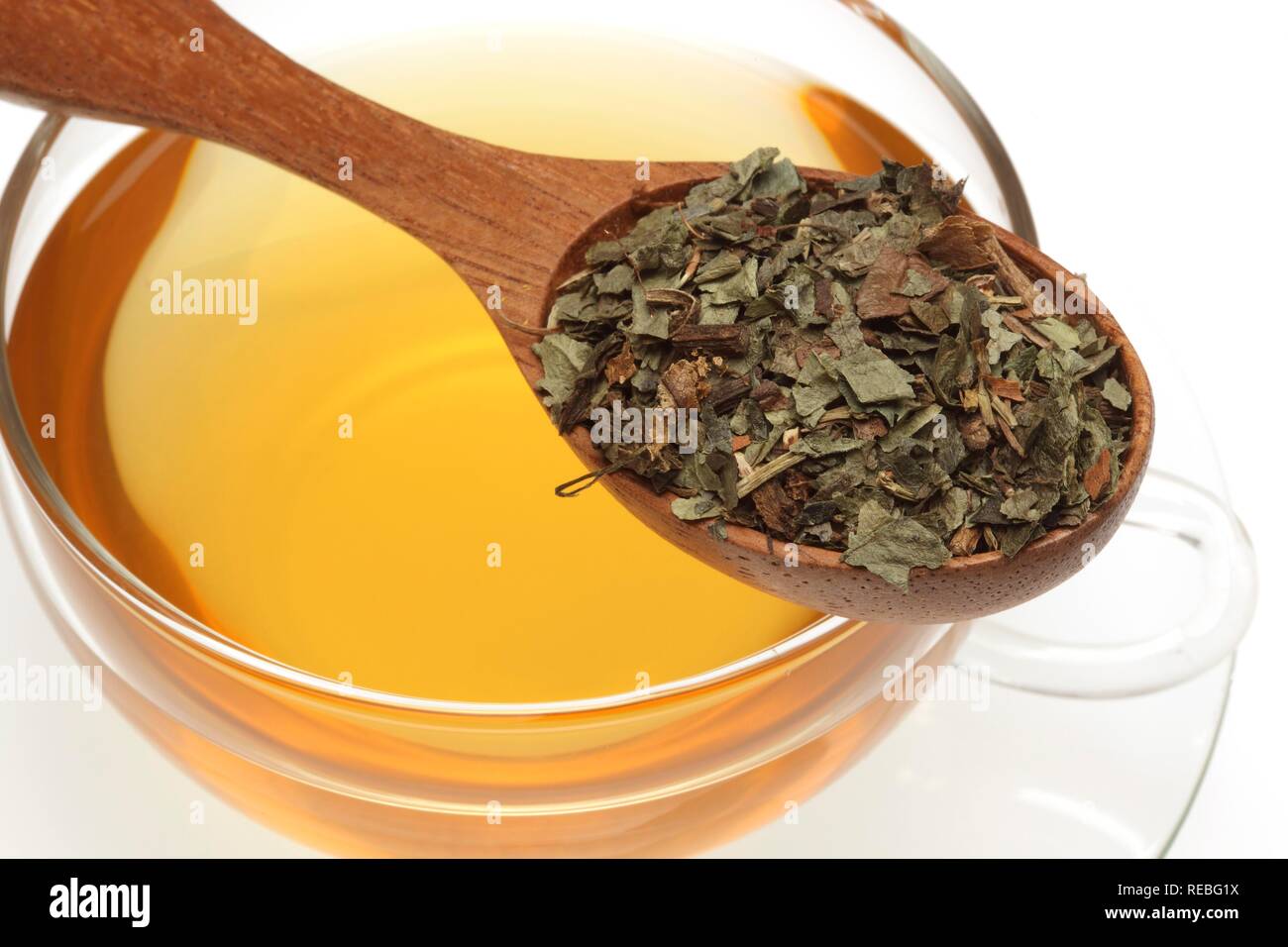 Arzneimittel Tee aus europäischen Wild Ginger (Asarum europaeum), Kräutertee Stockfoto