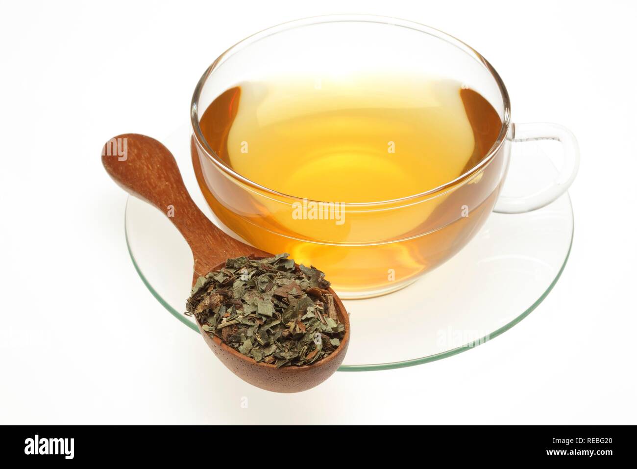 Arzneimittel Tee aus europäischen Wild Ginger (Asarum europaeum), Kräutertee Stockfoto