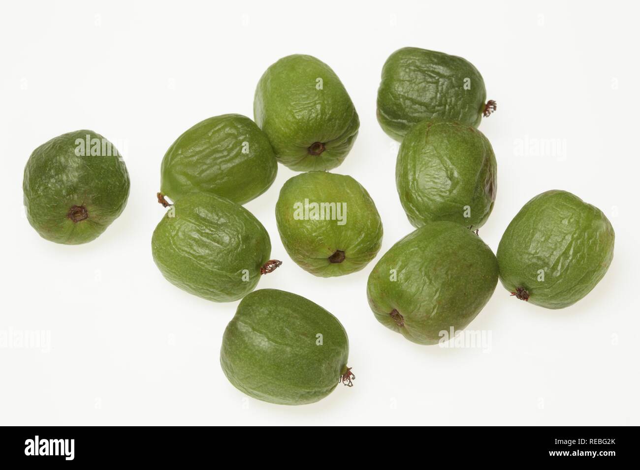 Baby Kiwi Stockfotos Und Bilder Kaufen Alamy