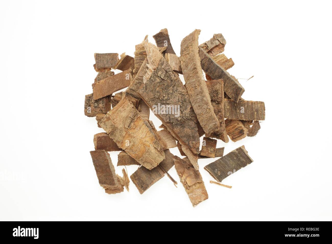 Rinde der Heilpflanze Indian Coral Tree, der Tigerkralle (Erythrina variegata orientalis) Stockfoto