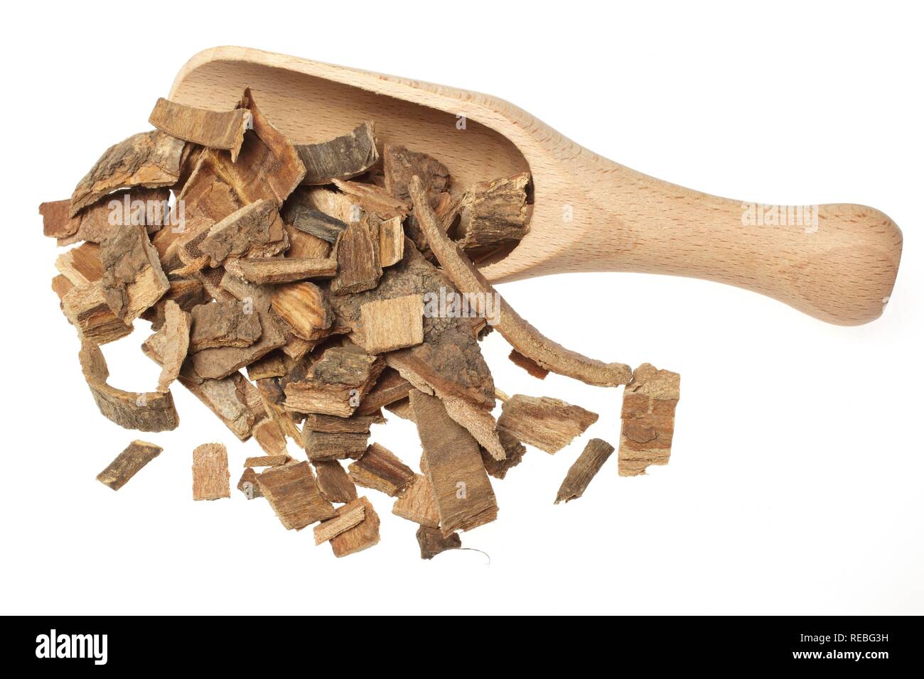 Rinde der Heilpflanze Indian Coral Tree, der Tigerkralle (Erythrina variegata orientalis) Stockfoto