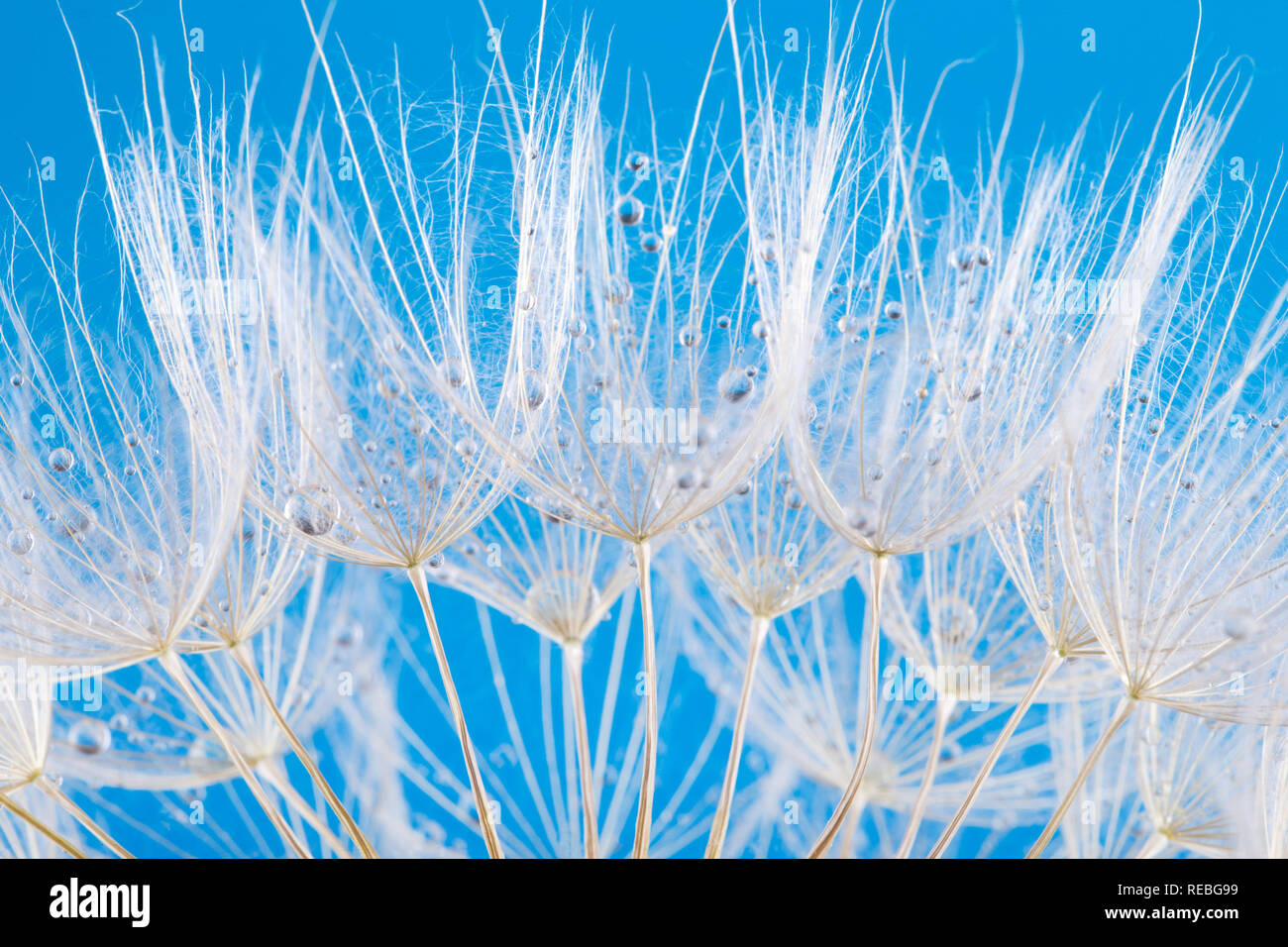 Löwenzahn Samen close up Blasen in blauer Hintergrund Stockfoto