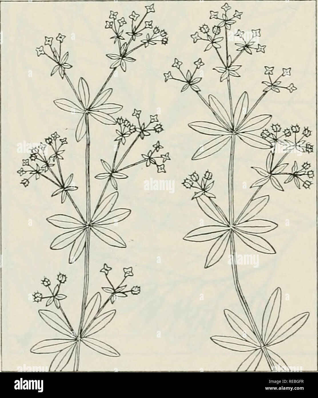 . Die Droge Pflanzen von Illinois. Botanik, Medizin, Botanik. GALIUM aparine L.'s Cleaver Kraut, Hackmesser, Gans Gras. Der rubiaceae. - Eine niedrige, schwach, liegend oder Kriechen, stachelige Kraut, jährliche; Stammzellen Square, mit recurved kribbelt, 2 bis 5 Meter lang; Blätter oblanceolate, 1 bis 3 Zoll lang, 6 oder 8 an einen Knoten, hispid und rauhen auf der Marge und Mittelrippe; Blüten weiß, klein, in Gruppen (1 bis 3) auf die Axilläre Stiel; Obst erscheinenden Doppel-, fleischigen, mit Stacheln bedeckt. Das Kraut gesammelt. Durch die, in Gärten, an Straßen und Flüsse und in feuchten Wäldern; Mai und Anfang Juni. Die s Stockfoto