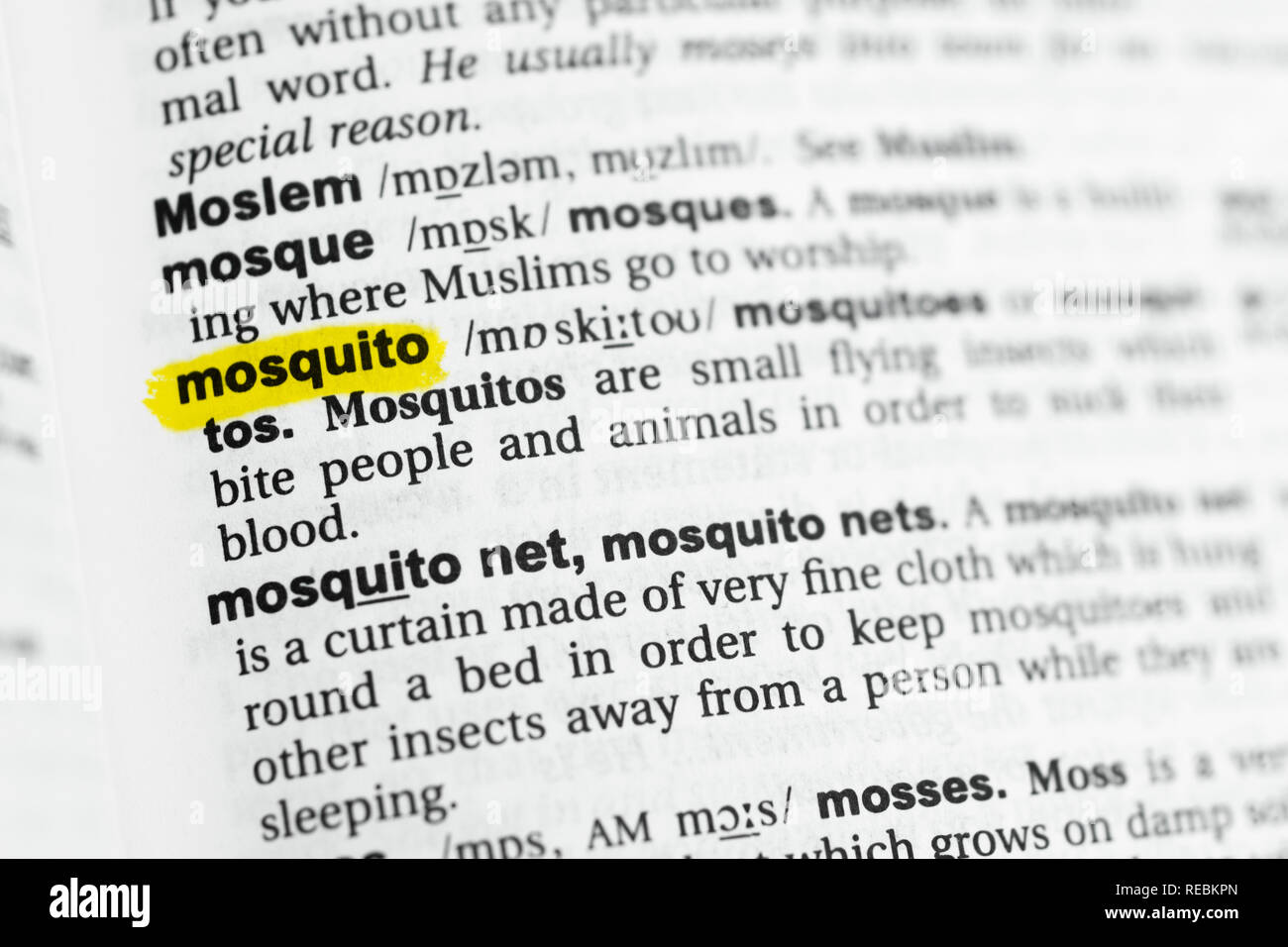 Hervorgehobene englische Wort "Moskito" und seiner Definition im Wörterbuch. Stockfoto