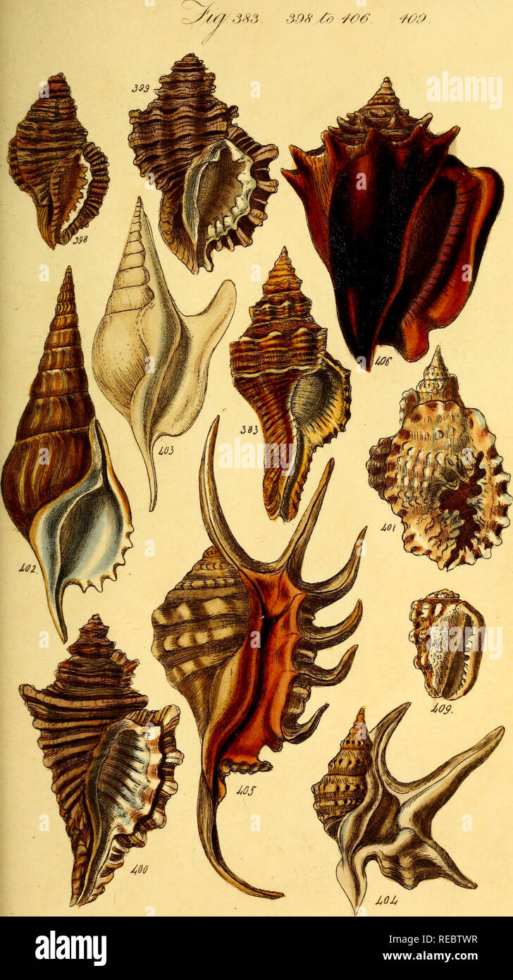 . Eine conchological Handbuch. Shells. S/f/SSS 39 S6? '/##. -.. Bitte beachten Sie, dass diese Bilder sind von der gescannten Seite Bilder, die digital für die Lesbarkeit verbessert haben mögen - Färbung und Aussehen dieser Abbildungen können nicht perfekt dem Original ähneln. extrahiert. Sowerby, G. B. (George Brettingham), 1812-1884; Henderson, J. B. (John Brooks), 1870-1923, der ehemalige Eigentümer. DSI; Dall, William Healey, 1845-1927, der ehemalige Eigentümer. DSI. London: Henry G. Bohn Stockfoto