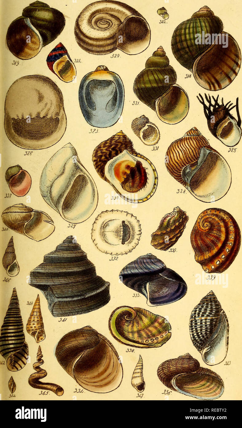 . Eine conchological Handbuch. Shells. / /, D/S Co 348. Bitte beachten Sie, dass diese Bilder sind von der gescannten Seite Bilder, die digital für die Lesbarkeit verbessert haben mögen - Färbung und Aussehen dieser Abbildungen können nicht perfekt dem Original ähneln. extrahiert. Sowerby, G. B. (George Brettingham), 1812-1884; Henderson, J. B. (John Brooks), 1870-1923, der ehemalige Eigentümer. DSI; Dall, William Healey, 1845-1927, der ehemalige Eigentümer. DSI. London: Henry G. Bohn Stockfoto