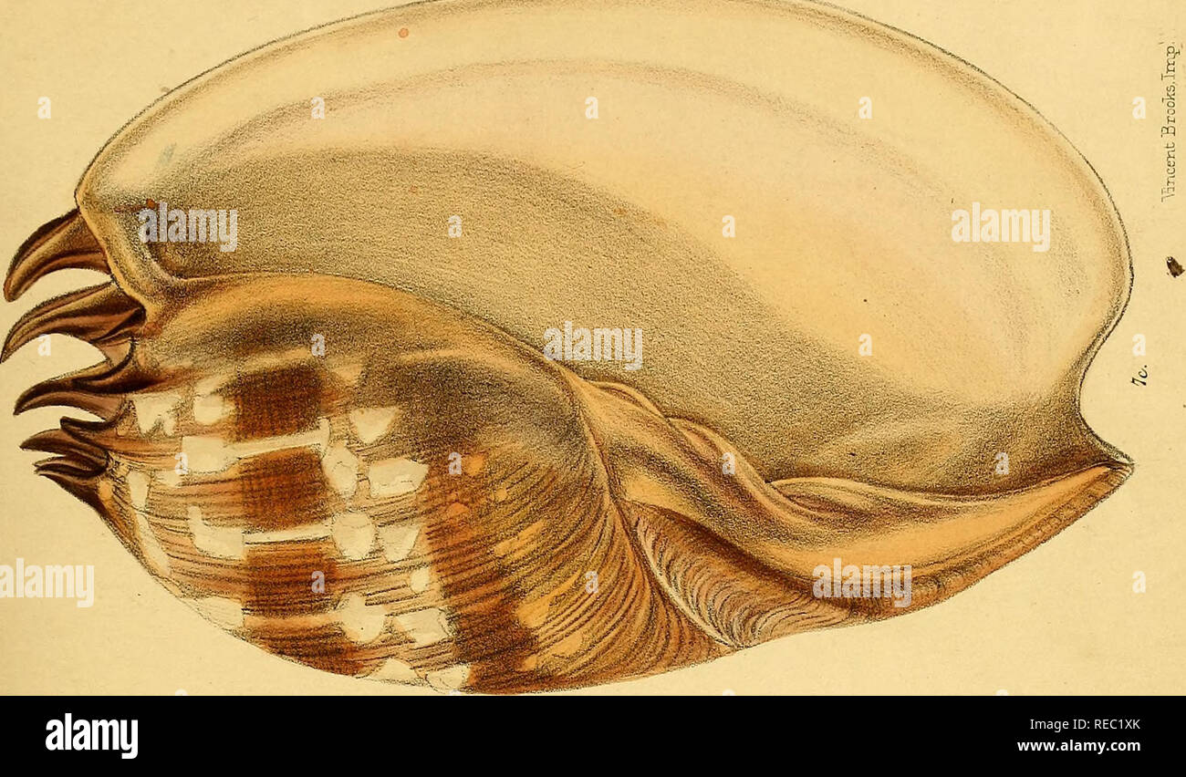 . Conchologia iconica oder, Abbildungen der Schalen von molluskous Tiere. Muscheln, Muscheln, Muscheln, Muscheln. . Bitte beachten Sie, dass diese Bilder sind von der gescannten Seite Bilder, die digital für die Lesbarkeit verbessert haben mögen - Färbung und Aussehen dieser Abbildungen können nicht perfekt dem Original ähneln. extrahiert. Reeve, Lovell, 1814-1865; Sowerby, G. B. (George Brettingham), 1812-1884. London: Reeve, Brüder Stockfoto