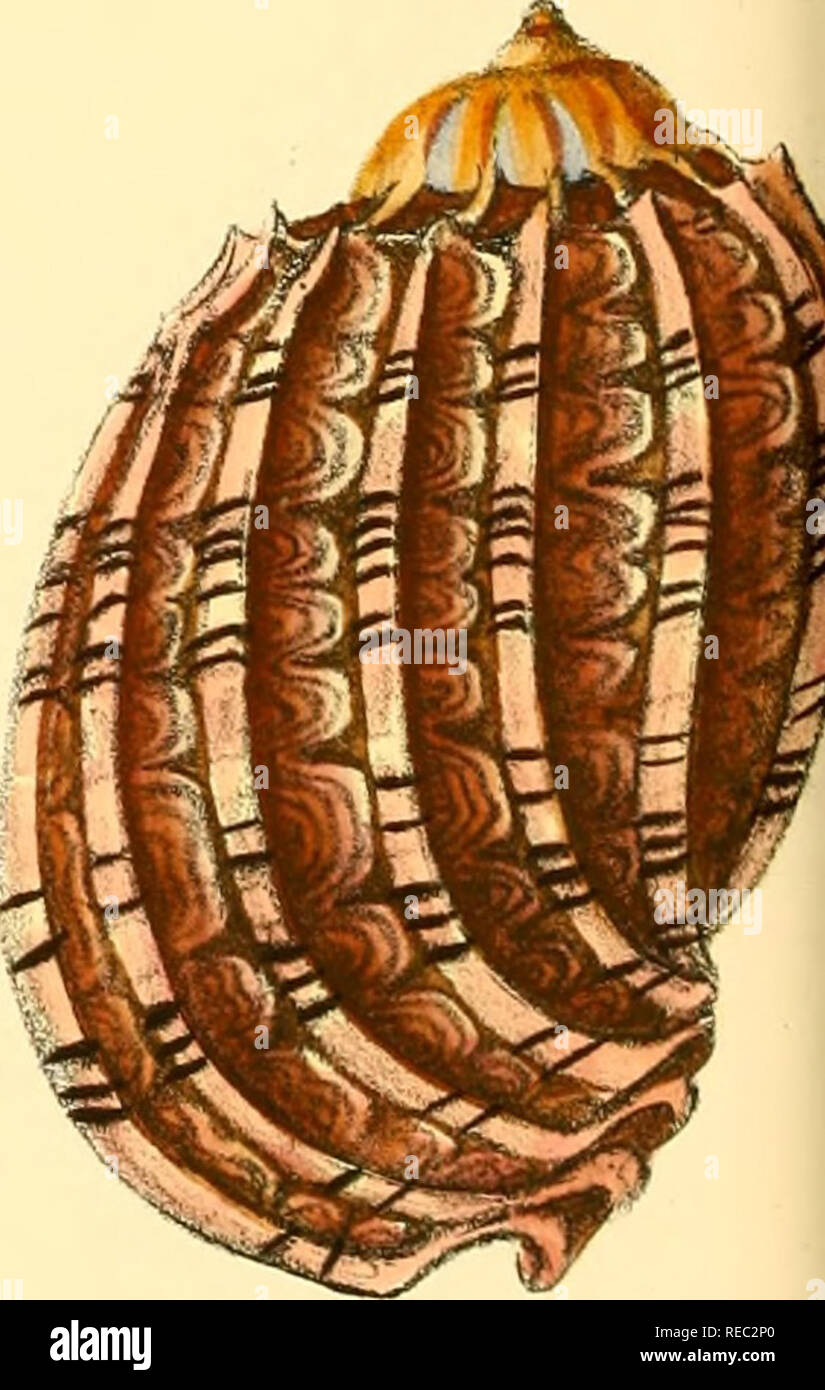 . Conchologia iconica oder, Abbildungen der Schalen von molluskous ...