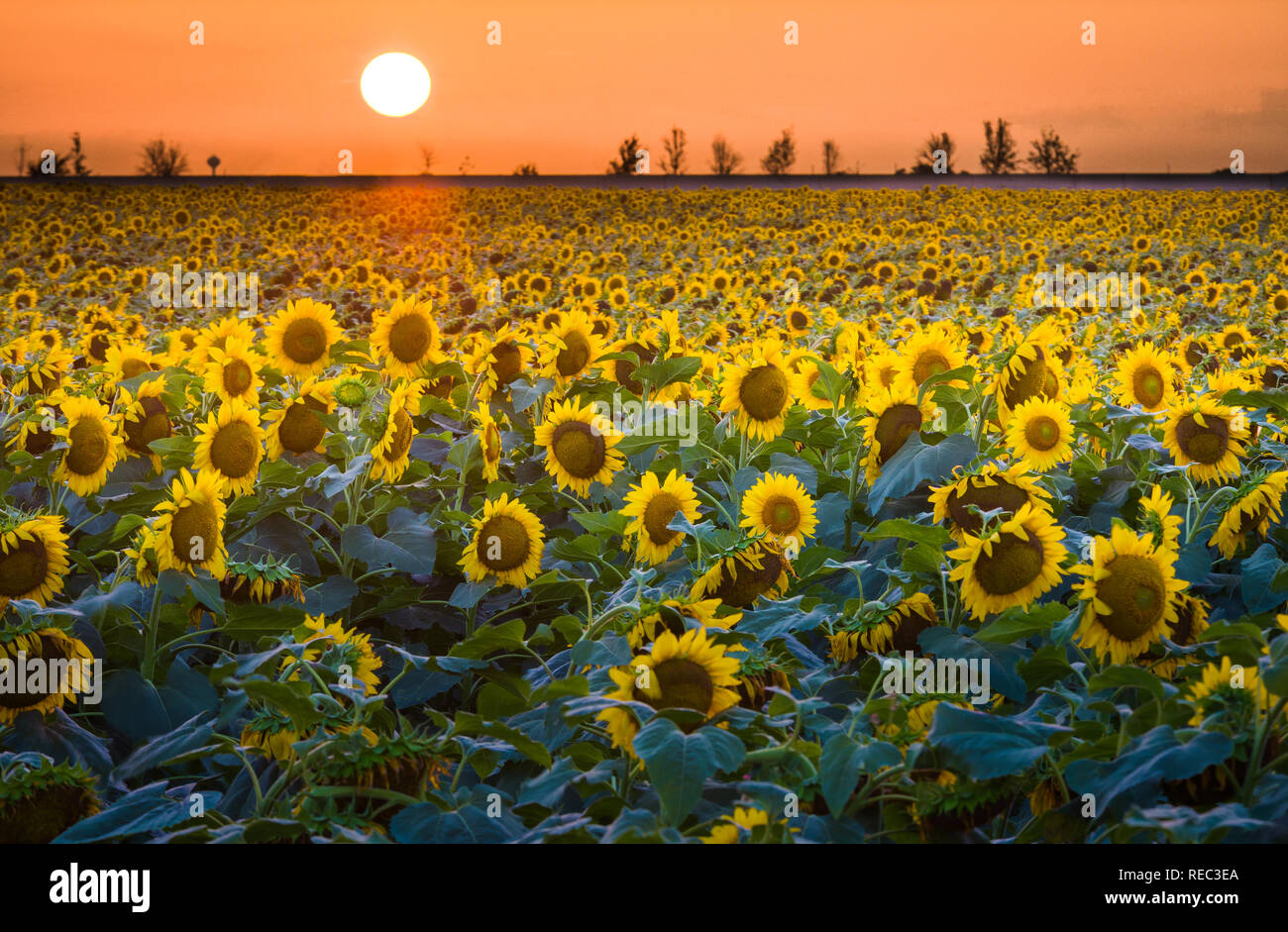 Sonnenblumen in Nordtexas..... Sonnenblumen (Helianthus) ist eine