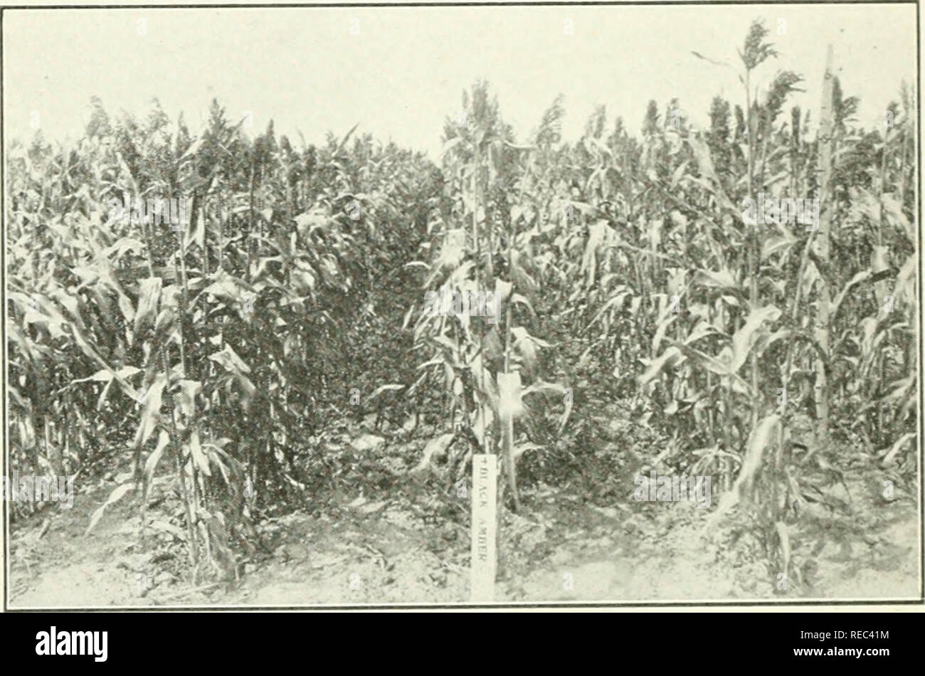 . Trockene Landwirtschaft im Westen Kanadas. Kanada. Landwirtschaft Kanada; trockene Landwirtschaft. 306 trockene Landwirtschaft im nächsten Jahr das Feld einer Sorghum-ernte geändert wird. Nach Anbau von Sorghum aus ein bis drei Jahren das Land brachgelegten und Weizen zurückgegeben. Mais häufig Re-orte Sorghum in dieser Rotation, oder Mais kann gepflanzt werden. Abb. 99.- Schwarzer Bernstein Sorghum in Kansas. Das ist eines der führenden Tippfehler von Trockenresistenten Futterpflanzen im Süden. Nach dem Sorghum-ernte anstelle der Brache. Es ist nur unter den günstigsten Bedingungen, dass Mais in dieser Weise verwendet werden sollten. 250. Kansas Trocken landwirtschaftlichen Kulturpflanzen. - Die beste Stockfoto