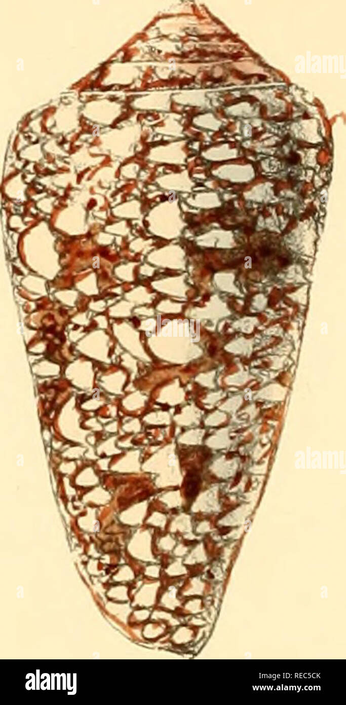 . Conchologia iconica oder, Abbildungen der Schalen von molluskous