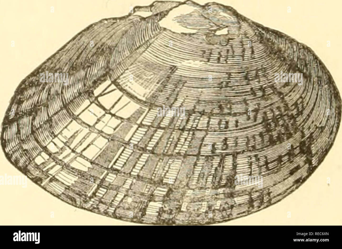 . Conchologia cestrica. Die molluskous Tiere und ihre Schalen, von Chester County, Pa Muscheln. gebogen und carinate hinter dem Scharnier; Basis arcuated; Schnabel leicht erhöht; Oberhaut bräunlich-schwarz; nacre weißlich, posjteriorly irisierende; Zähne Stout, genutet. H. 2,25, W. 5, T. 1,5 Zoll. Station, Bäche und Teiche. Weißer Tonerde Creek, Ches-ter Grafschaft; nicht üblich. M. undulata, Sagen. Unio undulata, Sagen, Nich. Encyc, ist Amer. Ed., 1816. Jtl, tuidiihifff. Abb. 190.. Shell, konvex, bügelfalte - oval, olivaceous, mit stumpfen.. Bitte beachten Sie, dass diese Bilder aus gescannten Seite Bilder extrahiert werden tha Stockfoto