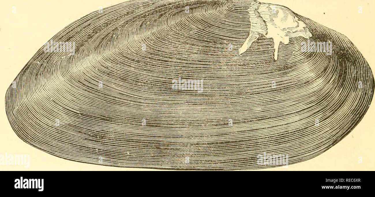 . Conchologia cestrica. Die molluskous Tiere und ihre Schalen, von Chester County, Pa Muscheln. 92 CONCHOLOGIA CESTRICA. Shell, längliche, Arcuata, zylindrisch-Eiförmig; vordere Ende gerundet; posterior produziert; ligament Marge regelmäßig Mnrgariinun 7;/Hfir (iritif'era. Abb., 189.. gebogen und carinate hinter dem Scharnier; Basis arcuated; Schnabel leicht erhöht; Oberhaut bräunlich-schwarz; nacre weißlich, posjteriorly irisierende; Zähne Stout, genutet. H. 2,25, W. 5, T. 1,5 Zoll. Station, Bäche und Teiche. Weißer Tonerde Creek, Ches-ter Grafschaft; nicht üblich. M. undulata, Sagen. Unio undulata, Sagen, Nich. Encyc Stockfoto