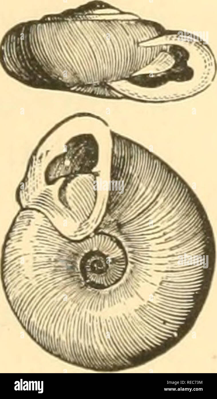 . Conchologia cestrica. Die molluskous Tiere und ihre Schalen, von Chester County, Pa Muscheln. T. appressa, Sagen, Helix appressa, Sagen, Jour. Phil. Acad. F.S., II., 1821. Shell viel gedrückt, blass gelblich; umgänge 5, oft Sub-gewinkelt, mit feinen Quer strise; Aperture beauftragt; die weisse, reflektiert, Lippe, Nähe appressed an der Basis und auf den Bauchnabel, der innere Rand der Lippe, meist mit ein oder zwei Zähne; eine Schräge, verdichtete, weiß, Zahn an der Säule Lippe; mehrsprachiges Membran mit 105 Zeilen, von 40-1-40 Zähne, jedes; bukkale Platte stark Arcuata, die Rippen, auf dem vorderen Stockfoto