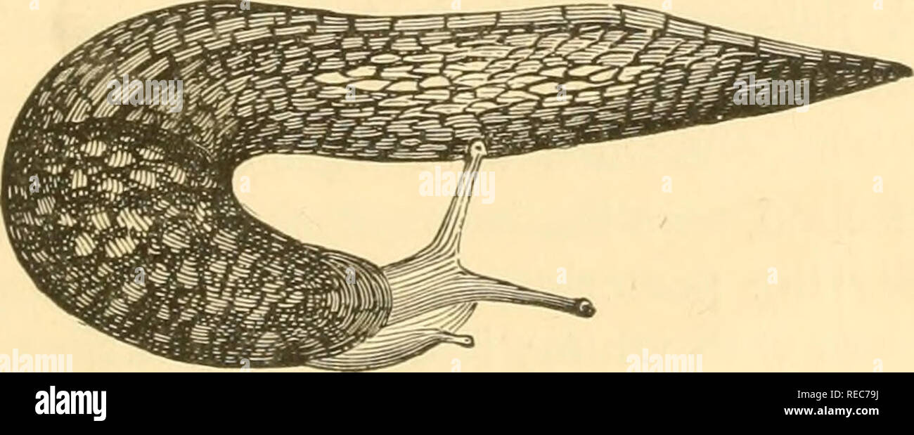 . Conchologia cestrica. Die molluskous Tiere und ihre Schalen, von Chester County, Pa Muscheln. Familie LIMACIDiE. Shell kleine, flache, rudimentär und in den Mantel verborgen, die nur den oberen Teil des Tieres deckt. Diagramm DER GATTUNGEN UND ARTEN DER FAMILIE LIMACID/E. (Arten. flavus, agrestis, Campestris, Maximus. Gattung LIMAX, Linn., 1740. Tier, mehr oder weniger langgestreckte, spitz zulaufend, akute, Mann - tle, die im vorderen Teil des Körpers, zerknittert; Atemwege Öffnung an der unteren Kante der Mantel. Shell sehr klein und völlig verborgen. L. flavus, Linn., Syst. Nat Stockfoto