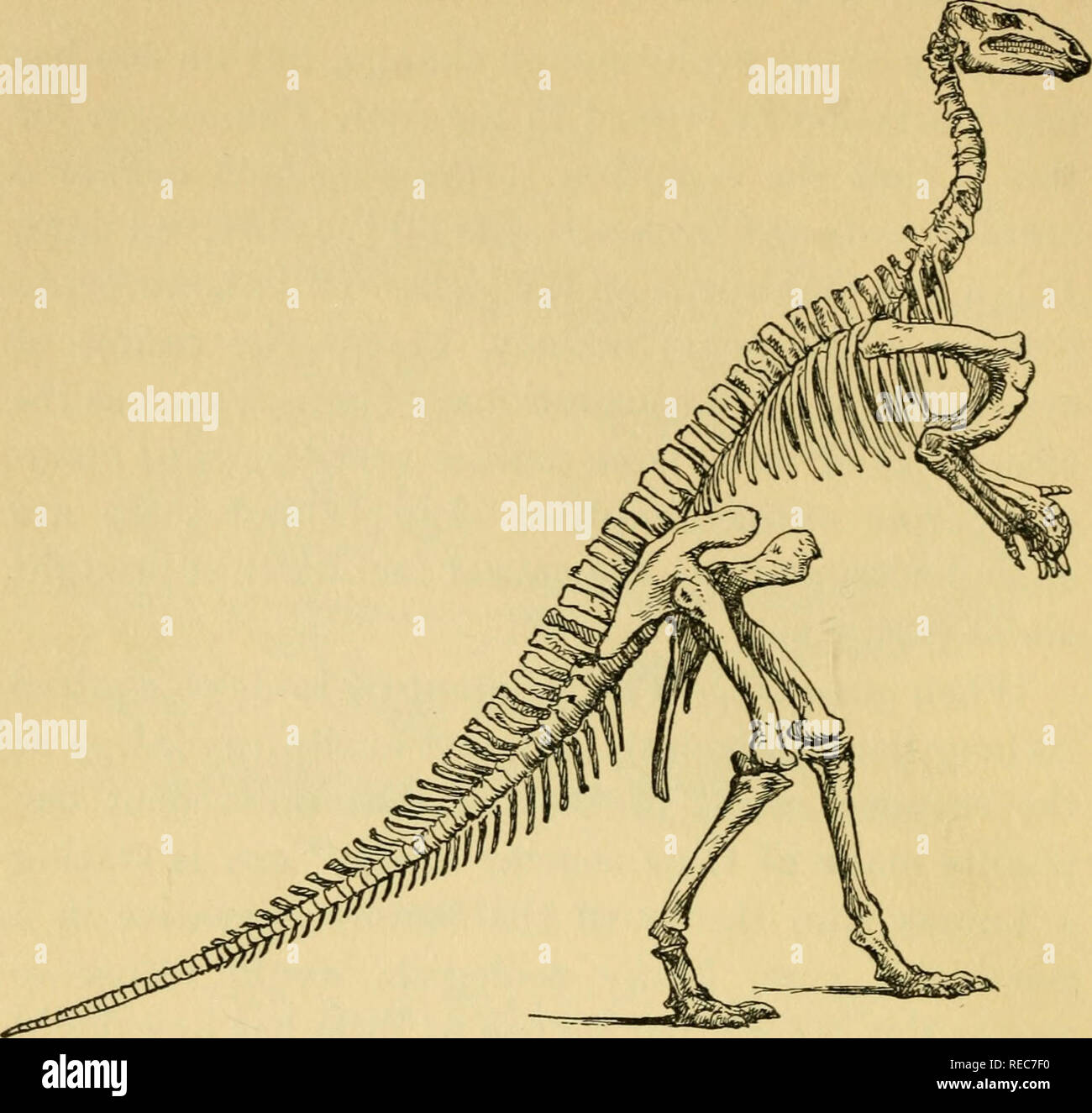 . Über Evolution. Evolution. Abbildung Nr. 4 Skelett eines ausgestorbenen Reptilien, IGUANODON BERNISSARTENSIS (nach Marsh) Iguanodons waren Dinosaurier Reptilien, der terrestrischen und Pflanzenfressende Gewohnheiten. Ihre Überreste sind in der wealden (Oberer Jura), in England, Belgien und Deutschland gefunden. Es gibt die Nordamerikanischen Arten beziehen. Die Länge der Skelett dargestellt ist fast dreißig Fuß. Die iguanodons waren hoch Reptilien, die keine direkten Nachkommen hinterlassen haben sich weiterentwickelt. 56. Bitte beachten Sie, dass diese Bilder aus gescannten Seite Bilder, die digital für die Lesbarkeit erhöht worden sein können extrahiert werden-colo Stockfoto