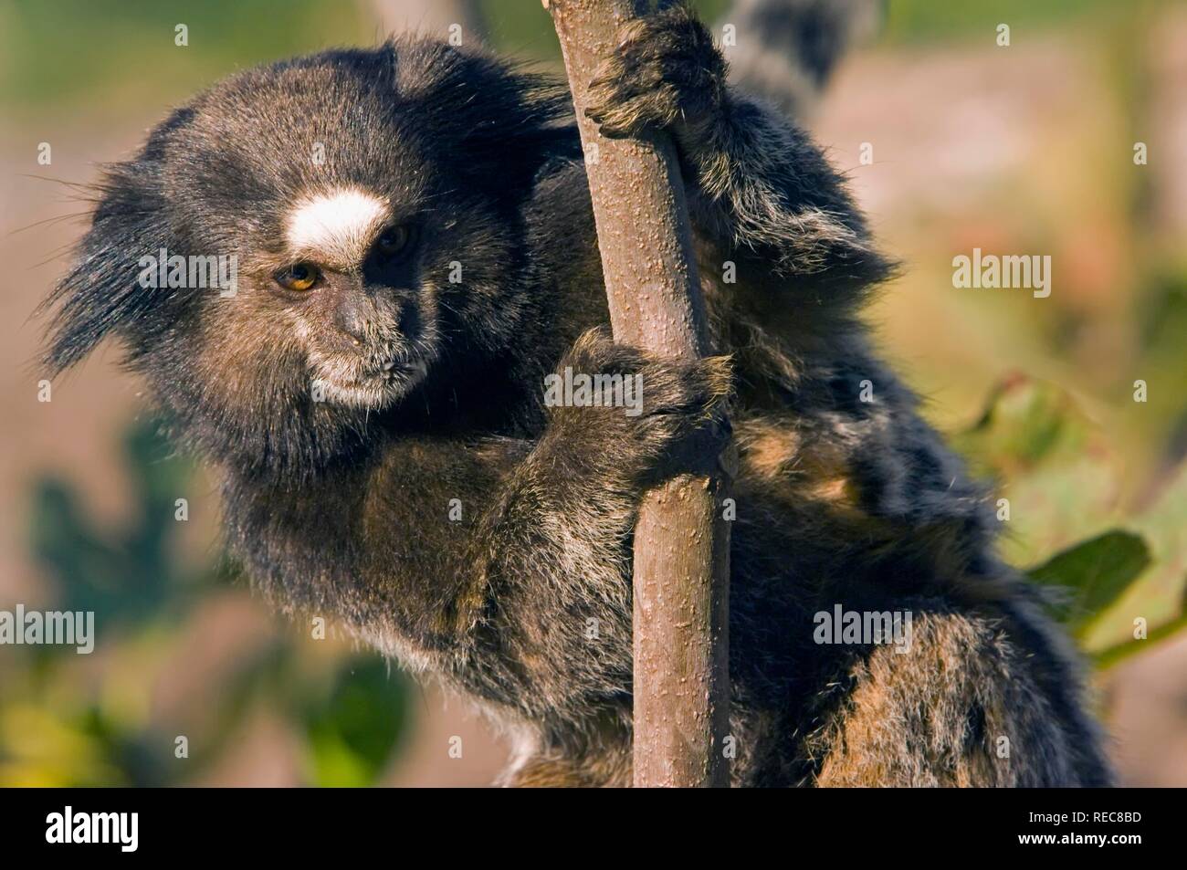 Buffy-getuftete - Ohr Marmosetten (Callithrix aurita), vom Aussterben bedroht Stockfoto