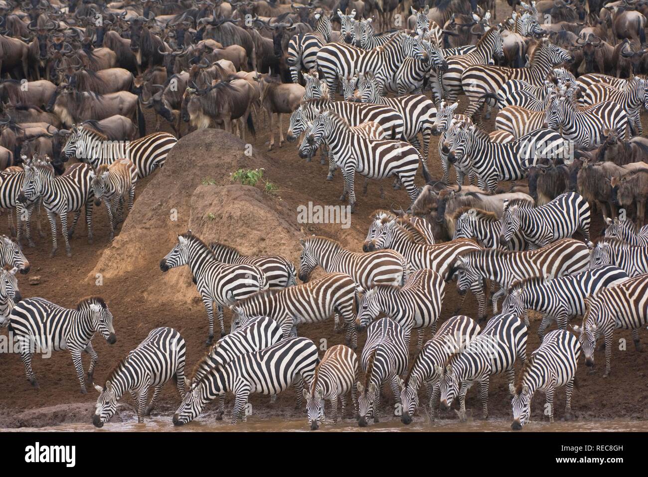 Burchell's Zebras oder Ebenen Zebras (Equus burchellii) und Weiß-bärtigen Gnus oder Streifengnu (connochaetes Taurinus) Kreuzung Stockfoto