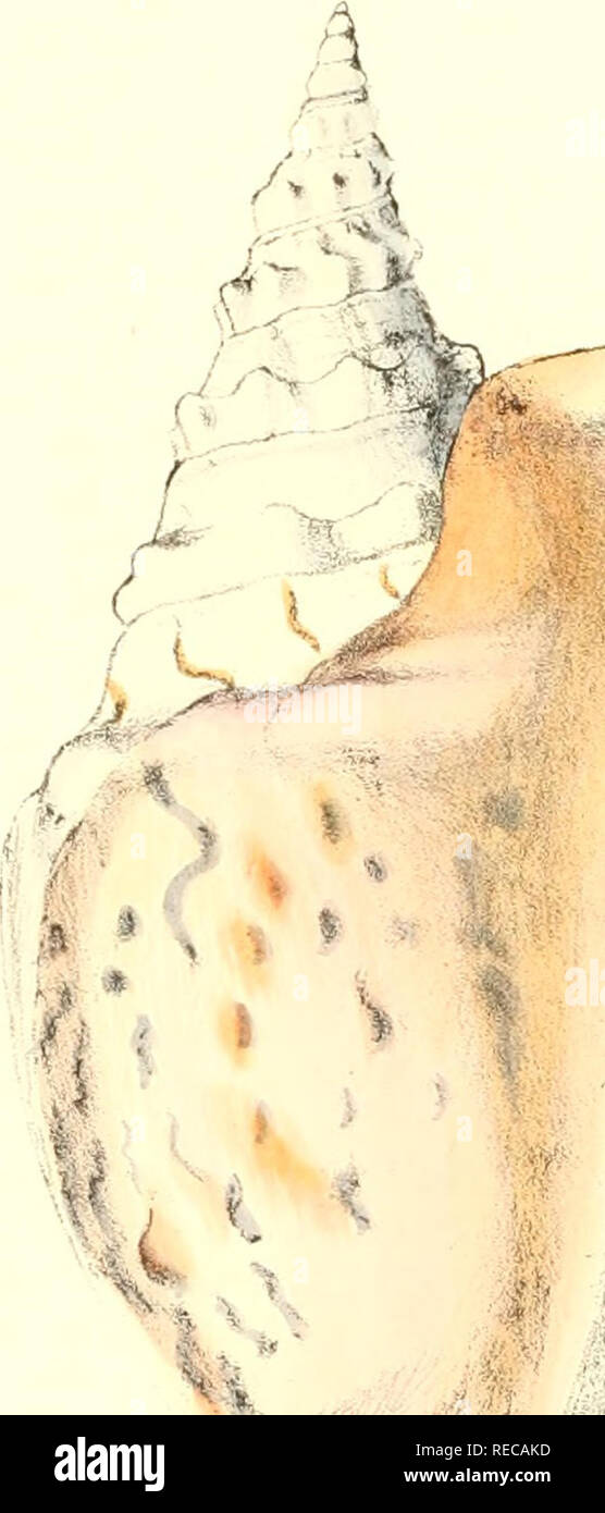 . Conchologia iconica oder, Abbildungen der Schalen von molluskous ...