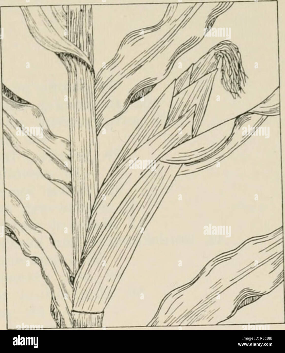 . Die Droge Pflanzen von Illinois. Botanik, Medizin, Botanik. Die DROGE Tehon PFLANZEN VON ILLINOIS 121 ZEA MAYS L. Mais, indischen Mais, Mais. Gramineae. Us, S. XI, S. 56, 258. Das Korn und die Seide von den Ohren als Braun gesammelt. In großen Flächen im ganzen Staat gewachsen. Erträge Maismehl, Mais, Dextrose, Glukose, und Mais Seide. Die Stärke verwendet als Lindernd, das Öl als Abführmittel, die Seide als mildes Diuretikum.. Bitte beachten Sie, dass diese Bilder aus gescannten Seite Bilder, die digital für die Lesbarkeit verbessert haben mögen - Färbung und Aussehen dieser Abbildungen m extrahiert werden Stockfoto
