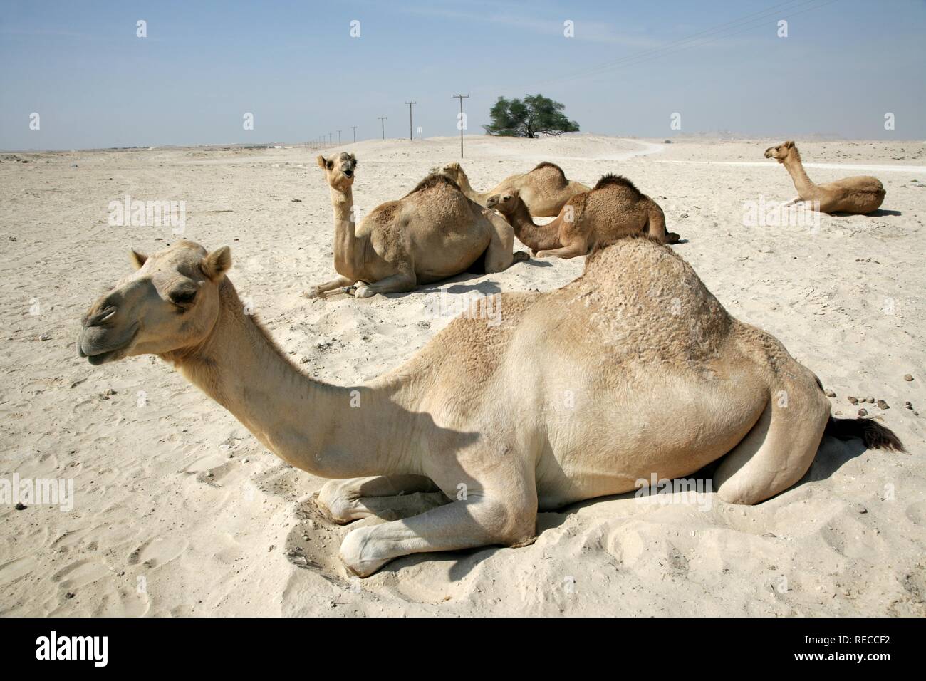 Kamele in der Wüste in der Nähe der Awali, Königreich Bahrain, Persischer Golf Stockfoto