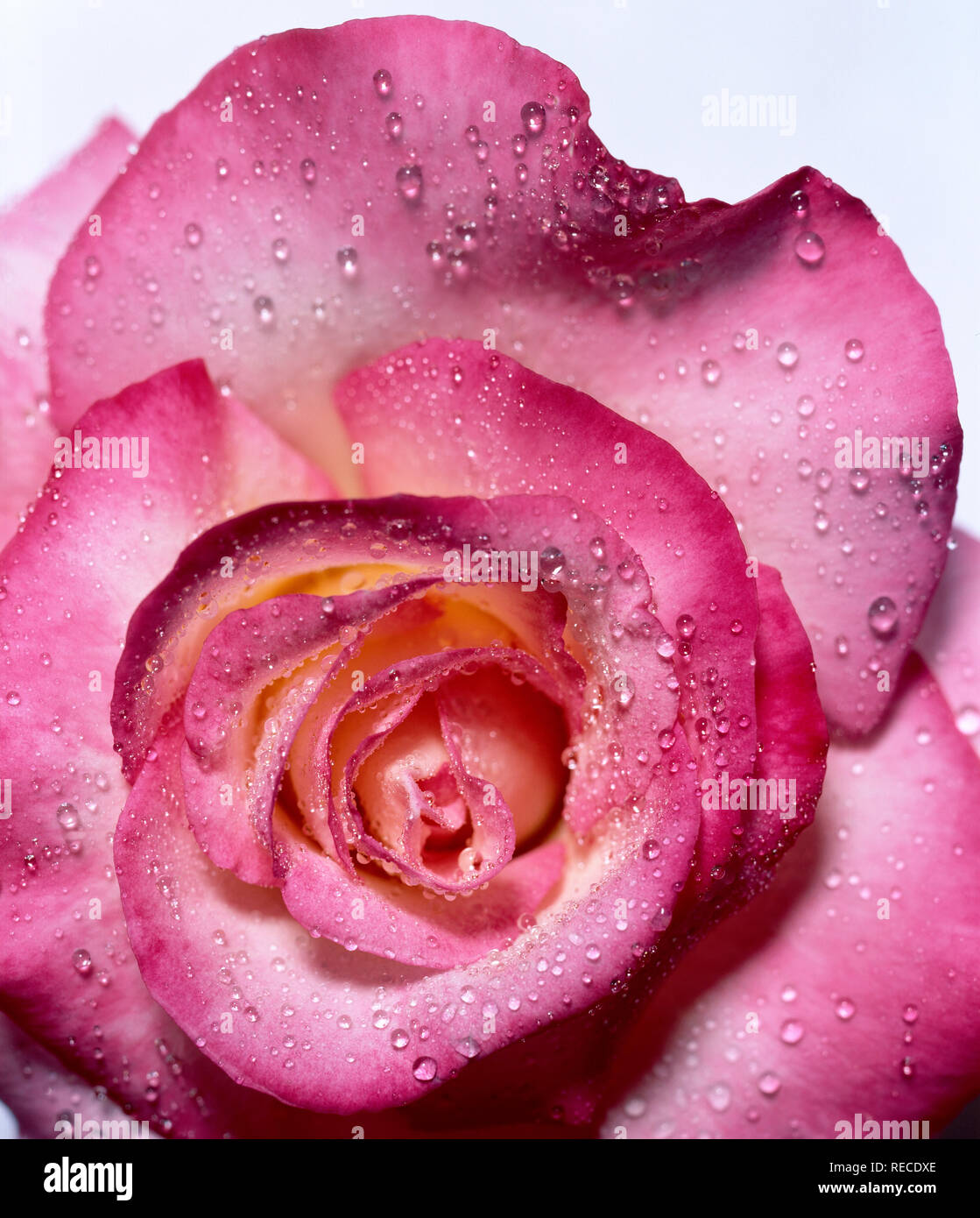 Nahaufnahme von rosa Rose mit Wassertropfen Stockfoto