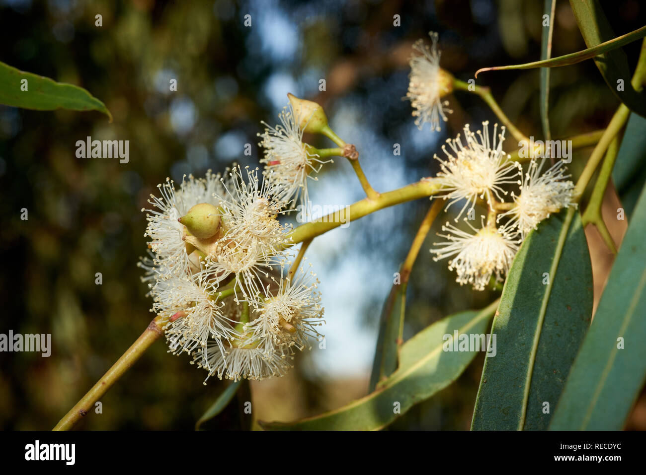 Nahaufnahme der Blumen onEucalyptus camaldulensis Baum. Stockfoto