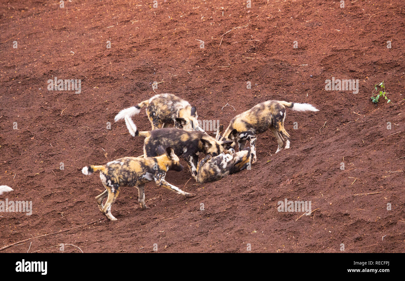 Afrikanische Wildhunde spielen unter sich die Union der Herde zu stärken Stockfoto