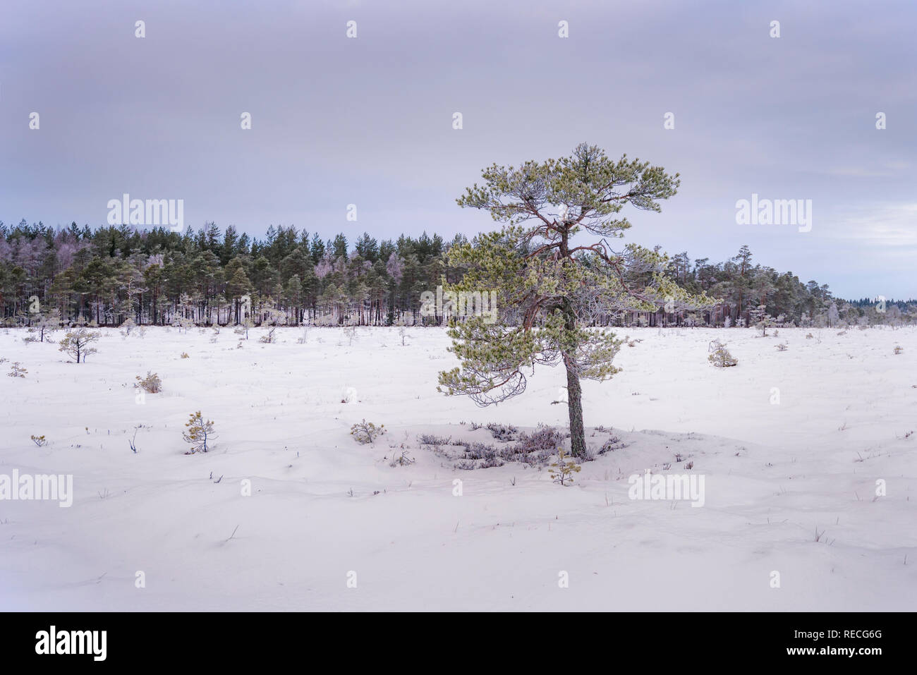 Schnee in der finnischen National park Sumpf. Stockfoto