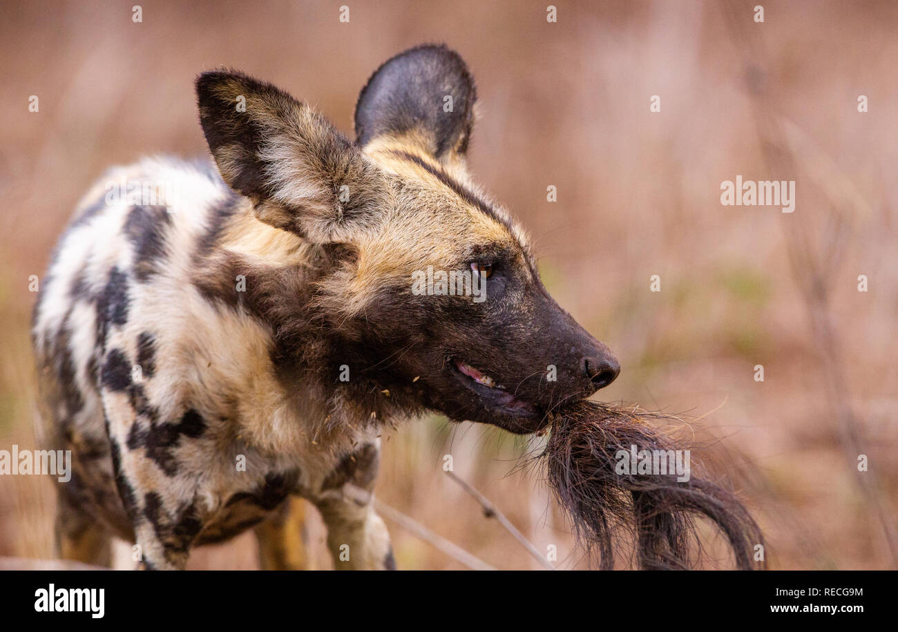 Bild eines afrikanischen Wilden Hund holding Ende einen Schwanz im Maul Stockfoto