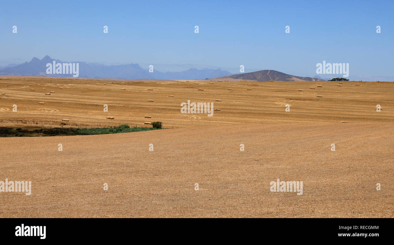 Abgeernteten Feldern in der Region Swartland der westlichen Provinz von Südafrika. Stockfoto