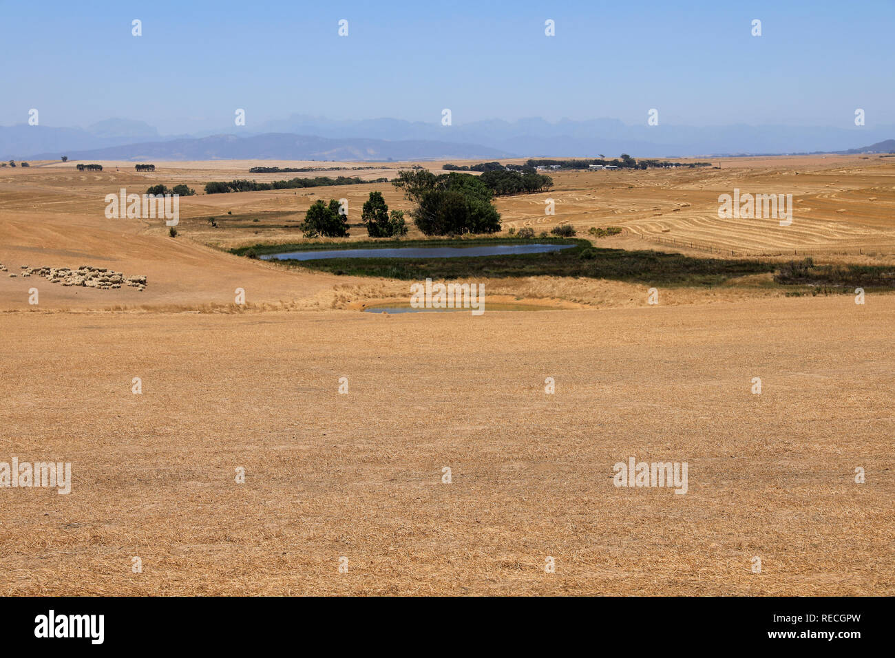 Abgeernteten Feldern in der Region Swartland der westlichen Provinz von Südafrika. Stockfoto