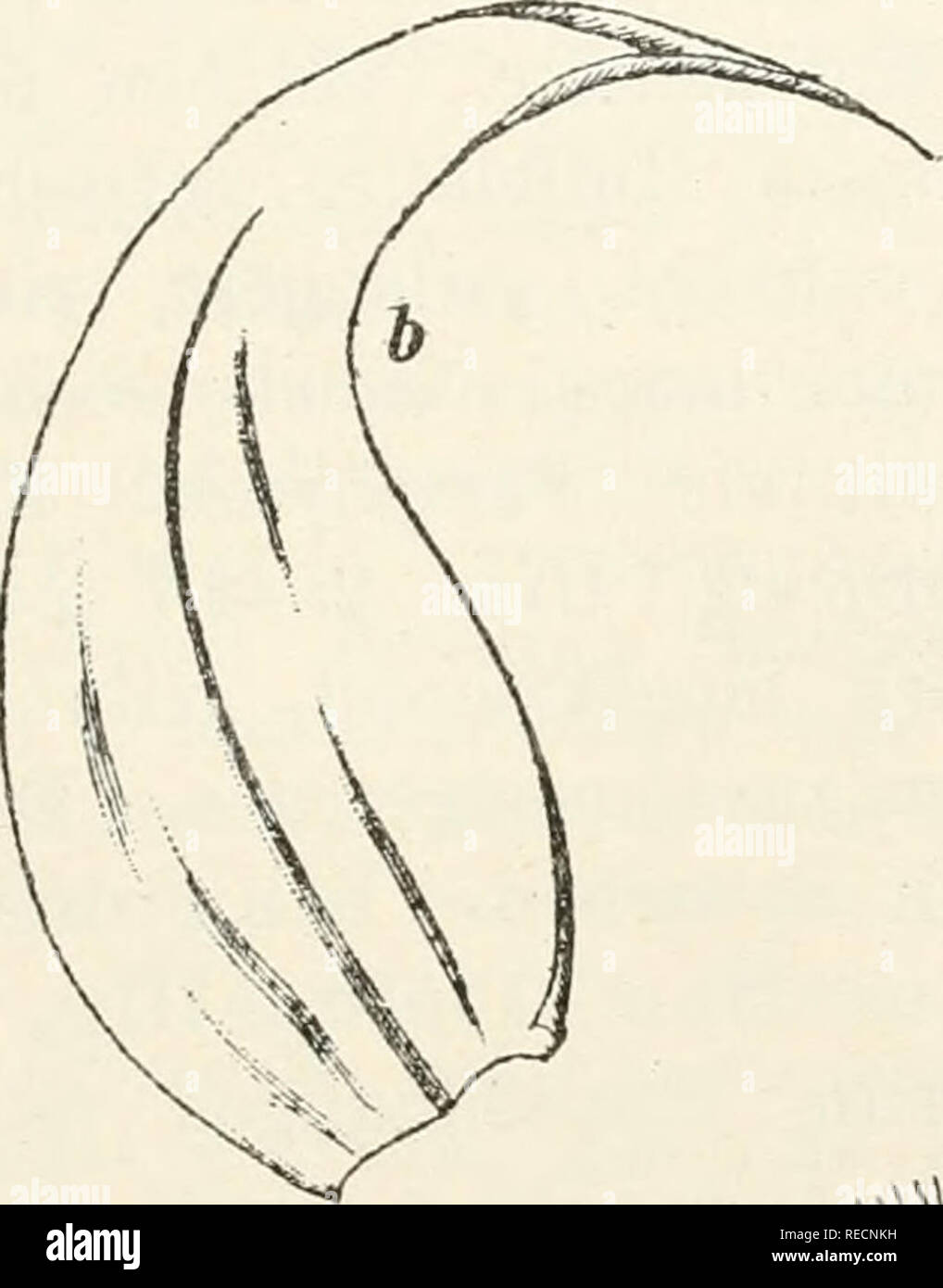 . Dr. L. Rabenhorst der Kryptogamen-Flora von Deutschland, Oesterreich und der Schweiz. Kryptogamen-- Deutschland; Kryptogamen - Österreich; Kryptogamen-- Schweiz. 375 H., MüUer Wostf. Laubm. Nr. 6. Limpricht SSryoth. siles. Nr. 186. Jack, Leiner & Amp; Stiv, b., Krj 'ptogamen Badens Nr. 995. Warnstorf, Märkische Laubm. Nr. 27, 152, 206. H. V. Klinggraeff, Unio itin. Krypta. 1864 Nr. 59, 65 (Var. Ss), 74, 84, S 5 (Var. Ss), 97 (PL. S), 102. Zweihäusig; J Pflanzen vereinzelt den Fruchtrasen eingemischt, schlank, gut Ästig, (jBlüthen zahlreich eilänglich, bin Grunderöthlich, rippenlos Hüllblätter, die Inneren Stockfoto