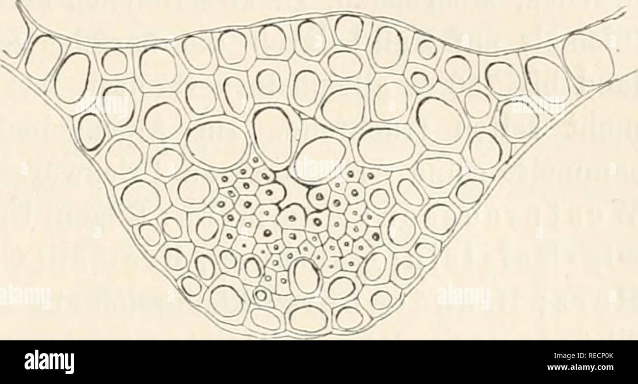 . Dr. L. Rabenhorst der Kryptogamen-Flora von Deutschland, Oesterreich und der Schweiz. Kryptogamen-- Deutschland; Kryptogamen - Österreich; Kryptogamen-- Schweiz. Mnium hornum. 2 Querschnitte durch die blattrippe ^w^. Der Schopfblätter. Stengelquerschnitt, mehrkantig Centralstrang Grundgewebe goldgelb, Schließfach und mit falschen Blattspuren kleinzellig, Rinde. Blätter aufrecht-abstehend, fest, trocken wellig und etwas aufwärts gedreht, dichter gestellt, länger und schmäler, 5 bis 7 mm lang und 1 mm breit, scharf zugespitzt, nicht oder kaum herablaufend, durch 3 - 4 Reihen zwei-bis-mehrschichtiger Zell Stockfoto