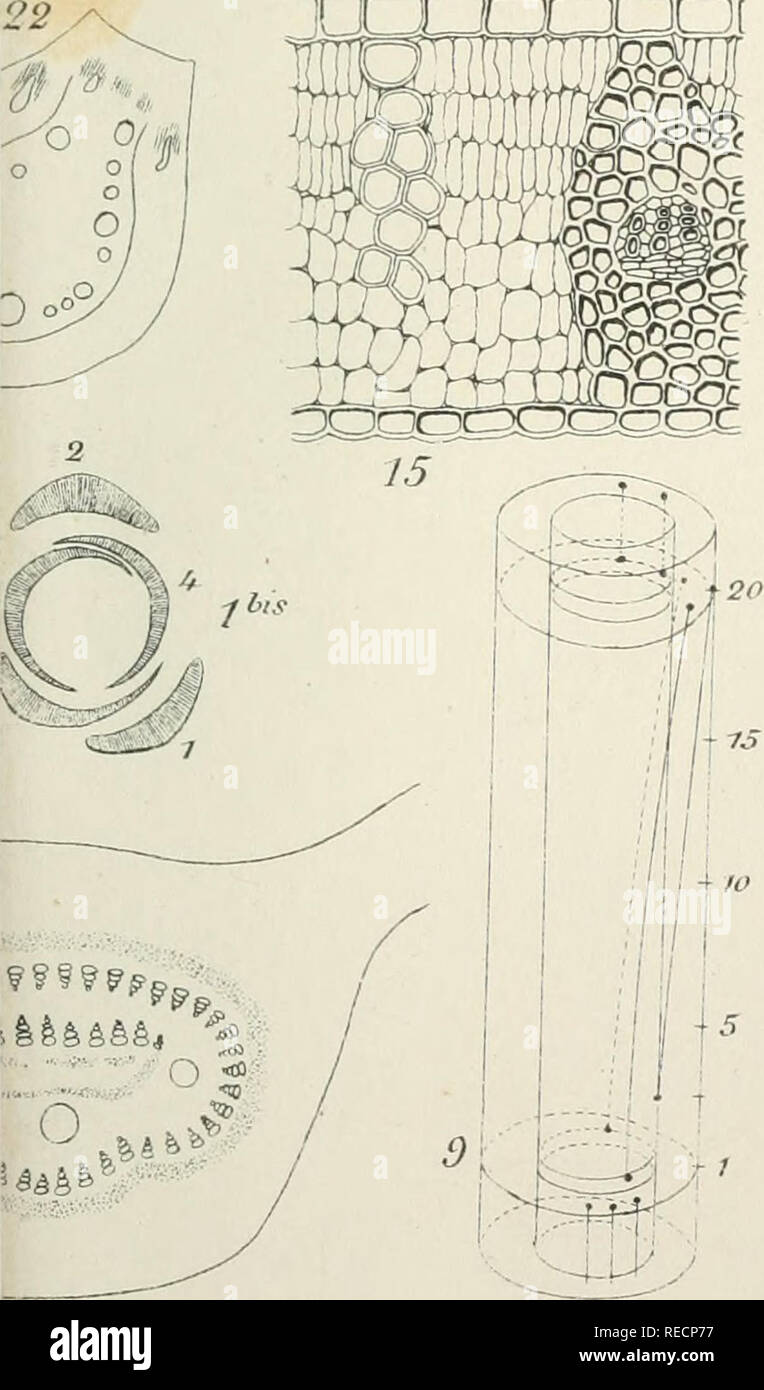 . Compte Rendu. Wissenschaft; Wissenschaft - Kongresse. xa^a:; m,. Bitte beachten Sie, dass diese Bilder sind von der gescannten Seite Bilder, die digital für die Lesbarkeit verbessert haben mögen - Färbung und Aussehen dieser Abbildungen können nicht perfekt dem Original ähneln. extrahiert. Association franaise pour l'avancement des Sciences. Paris, Sekretariat de lAssociation Stockfoto