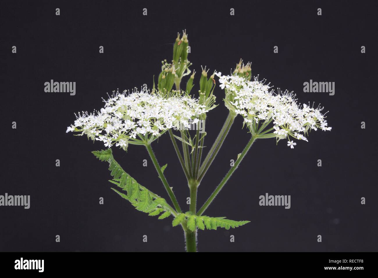 Cicely, süße Cicely (Myrrhis odorata) Kräuter- und Heilpflanzen gegen Husten und Magen Schwäche Stockfoto