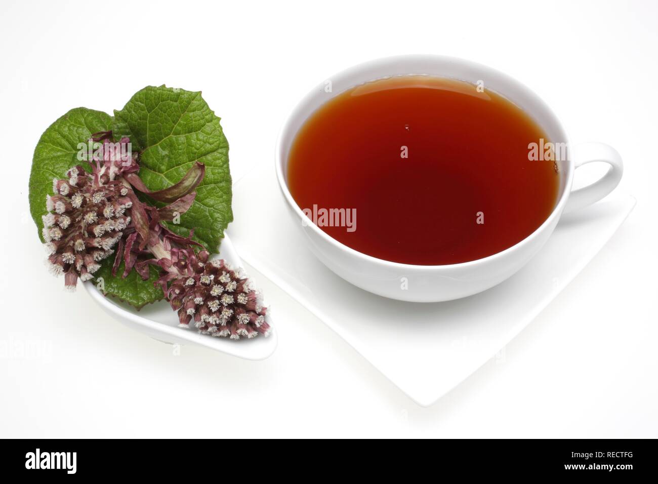 Tee gemacht der Heilpflanze Pestwurz (Petasites Hybridus) Stockfoto
