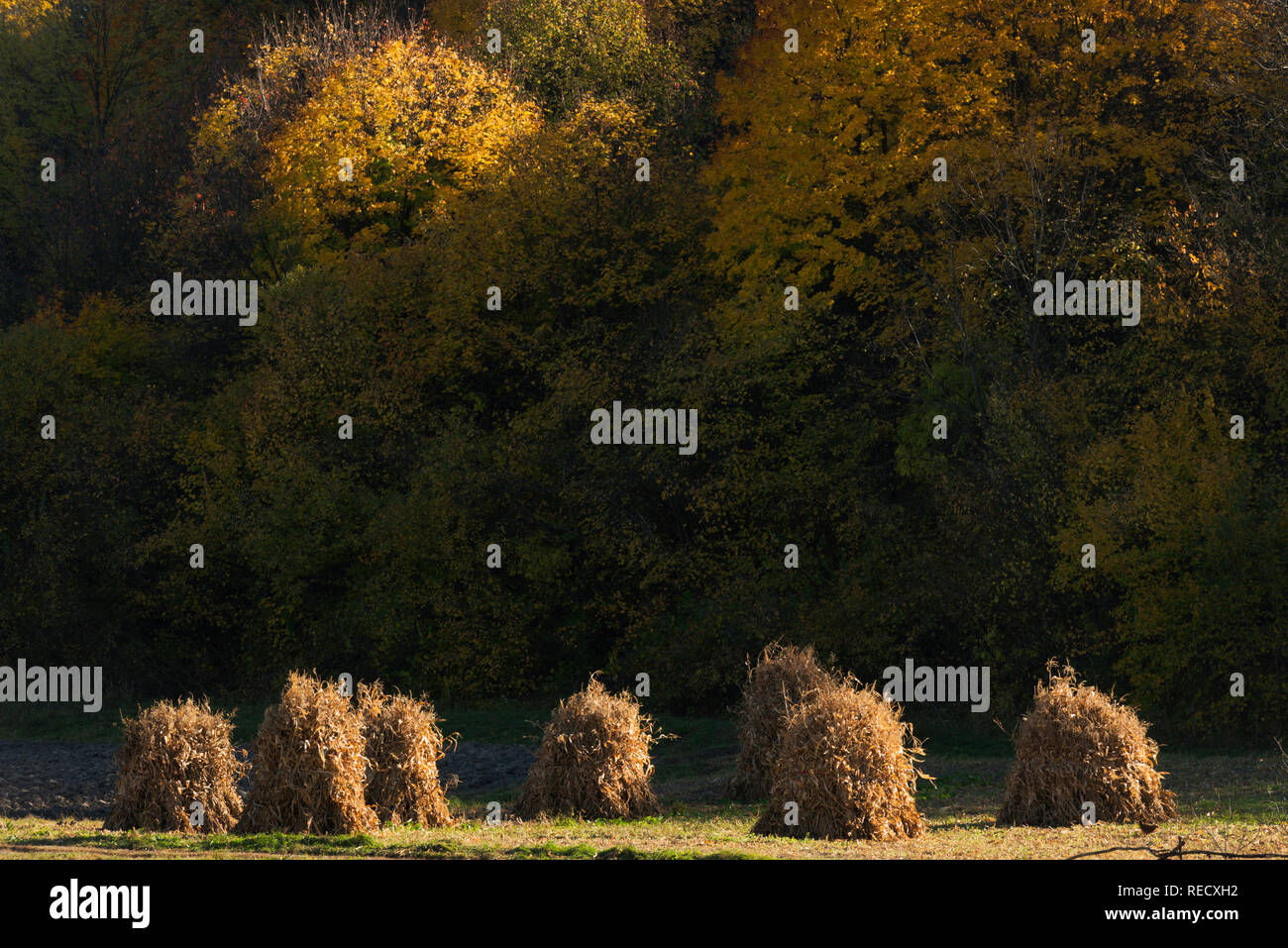 Gras Stacks im Herbst, Oblast Lwiw, Ukraine Stockfoto