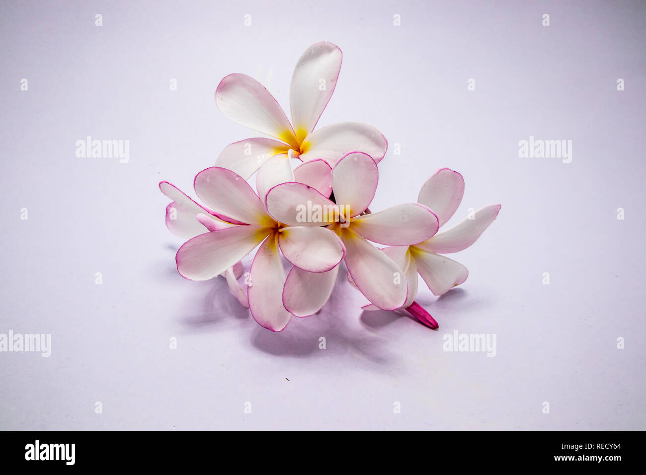 Weiß rosa gefärbten Plumeria frangipani Blume, isoliert Stockfoto